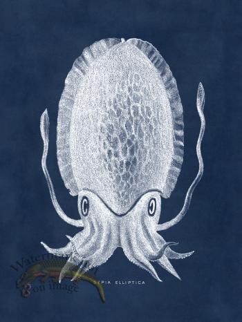 Octopus Blue 12